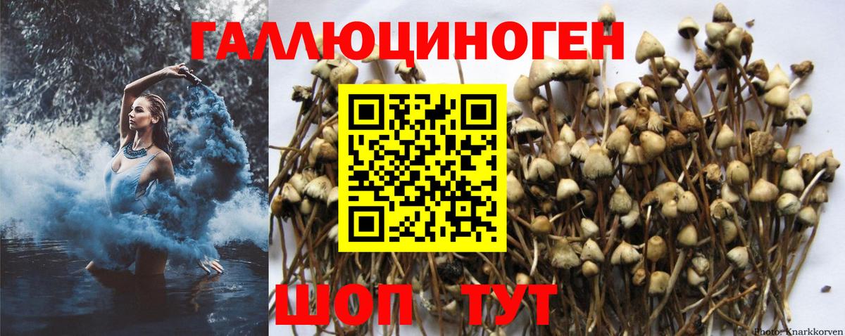 Псилоцибиновые грибы GOLDEN TEACHER Дмитров